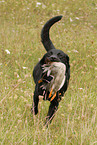 Labrador Retriever mit Ente