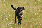 Labrador Retriever mit Ente