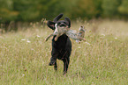 Labrador Retriever mit Kaninchen