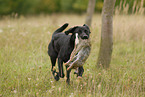 Labrador Retriever mit Kaninchen