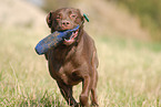 spielender Labrador Retriever