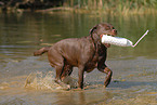 spielender Labrador Retriever