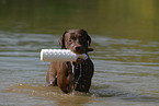 spielender Labrador Retriever