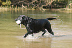 spielender Labrador Retriever