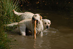 spielender Labrador Retriever