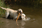 spielender Labrador Retriever