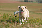 spielender Labrador Retriever