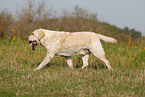 spielender Labrador Retriever