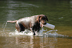 spielender Labrador Retriever