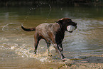 spielender Labrador Retriever