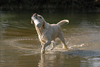 spielender Labrador Retriever