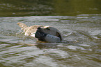 schwimmender Labrador Retriever