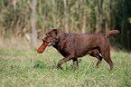 spielender Labrador Retriever