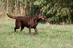 spielender Labrador Retriever