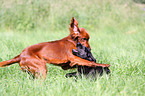 Labrador Retriever und Irish Red Setter