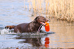 badender Labrador Retriever