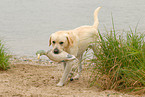 apportierender Labrador Retriever