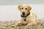 liegender Labrador Retriever