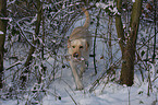 laufender Labrador Retriever