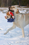 apportierender Labrador Retriever