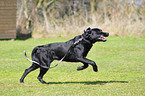 rennender Labrador Retriever