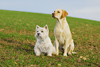 Labrador Retriever & West Highland White Terrier