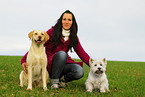 Labrador Retriever & West Highland White Terrier