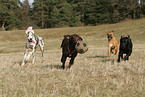 spielende Hunde