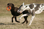 spielende Hunde