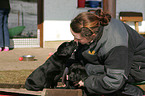 Frau und Labrador Retriever Welpen