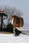 Labrador Retriever & Painthorse