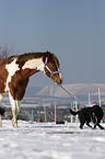 Labrador Retriever & Painthorse