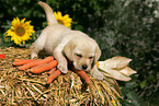 Labrador Retriever Welpe