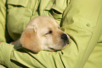 Labrador Retriever Welpe