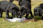 Labrador Retriever Welpen