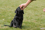 Labrador Retriever Welpe