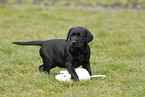 Labrador Retriever Welpe