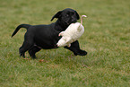 Labrador Retriever Welpe