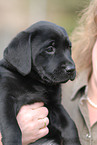 Labrador Retriever Welpe