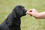 Labrador Retriever Welpe