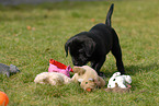 Labrador Retriever Welpe