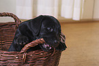 Labrador Retriever Welpe