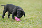 Labrador Retriever Welpe