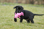 Labrador Retriever Welpe