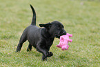 Labrador Retriever Welpe