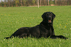 liegender Labrador Retriever