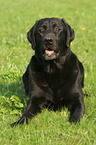 liegender Labrador Retriever