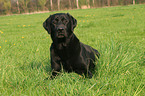 liegender Labrador Retriever