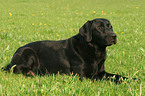 liegender Labrador Retriever