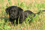 Labrador Retriever Welpe